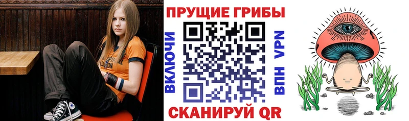 купить   blacksprut ссылки  Псилоцибиновые грибы мицелий  Закаменск 